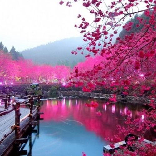Dosta & Kerray - Cherry Blossom